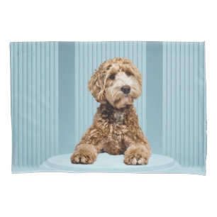 Goldendoodle Laying on Minimal Pastel Blue Podium Pillowcase