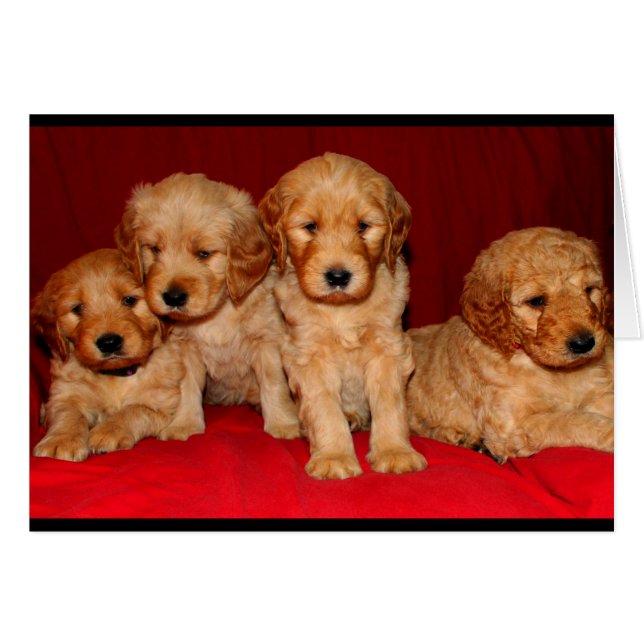 Goldendoodle Puppy Any Occasion Card (Front Horizontal)