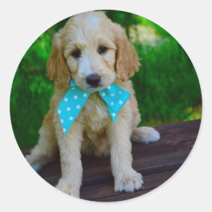 goldendoodle puppy classic round sticker