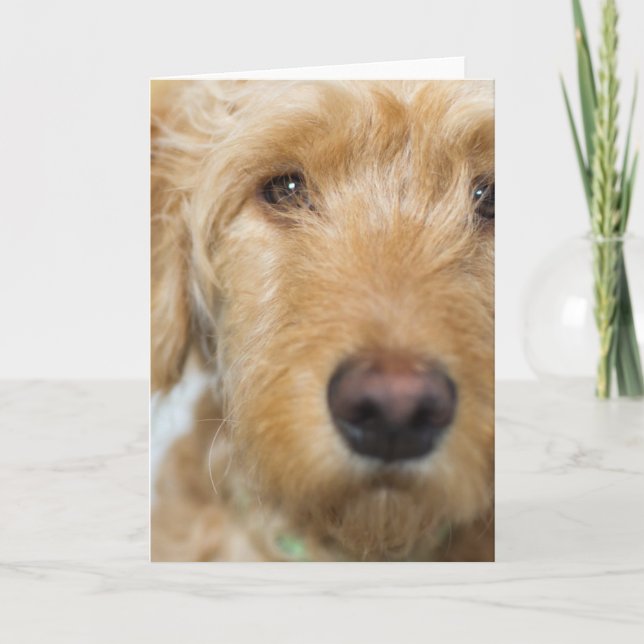 Goldendoodle Puppy Closeup Card (Front)