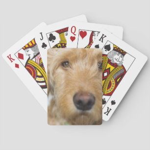 Goldendoodle Puppy Closeup Playing Cards
