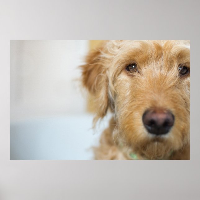 Goldendoodle Puppy Closeup Poster (Front)