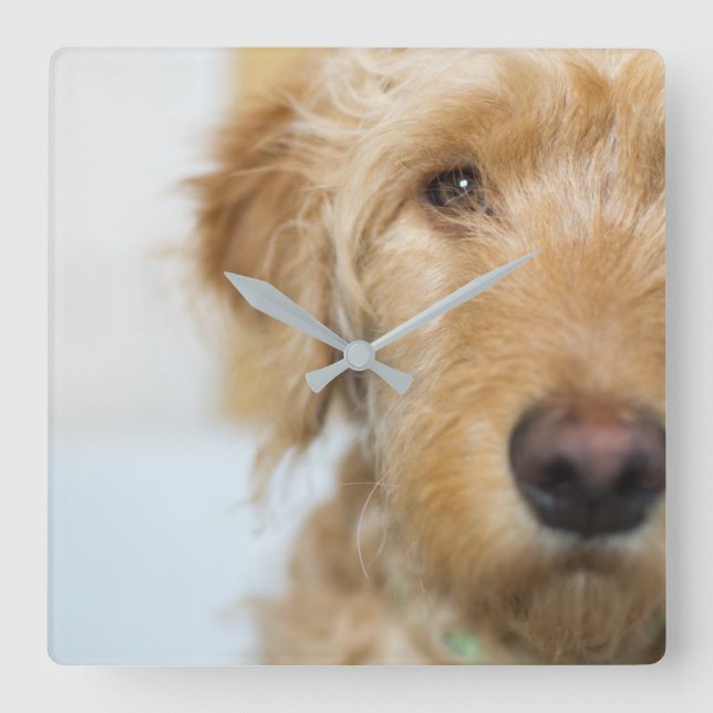 Goldendoodle Puppy Closeup Square Wall Clock (Front)