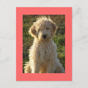 Goldendoodle Puppy Dog Blank Pink Custom Postcard