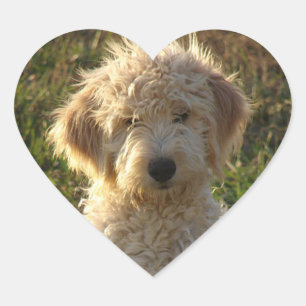 Goldendoodle Puppy Dog Greeting Sticker / Label