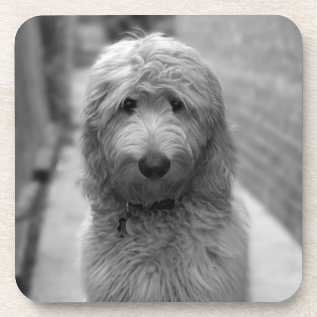 Goldendoodle Puppy In Backyard Coaster (Front)