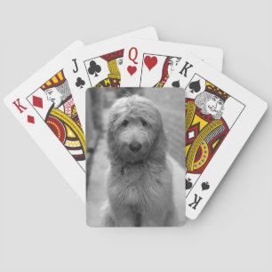 Goldendoodle Puppy In Backyard Playing Cards