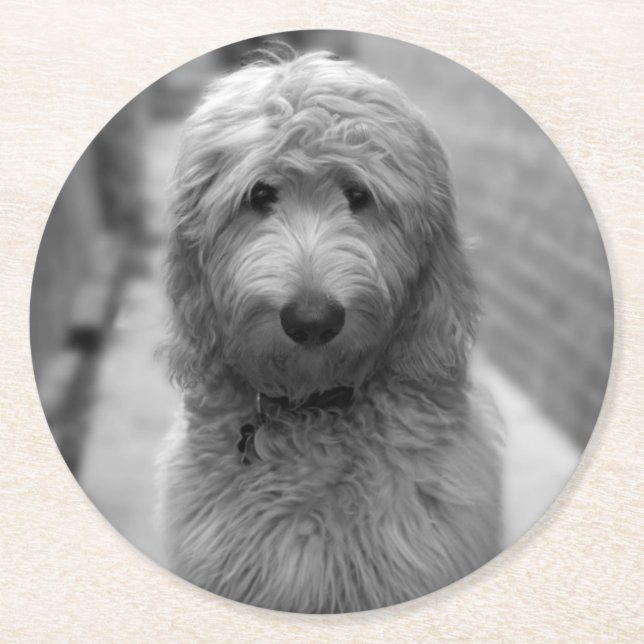 Goldendoodle Puppy In Backyard Round Paper Coaster (Front)