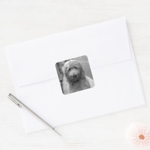 Goldendoodle Puppy In Backyard Square Sticker