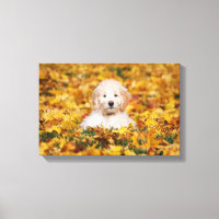 Goldendoodle Puppy In Fall Leaves