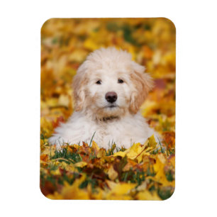Goldendoodle Puppy In Fall Leaves Magnet