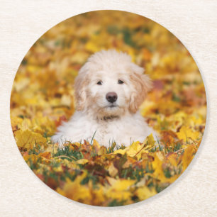 Goldendoodle Puppy In Fall Leaves Round Paper Coaster