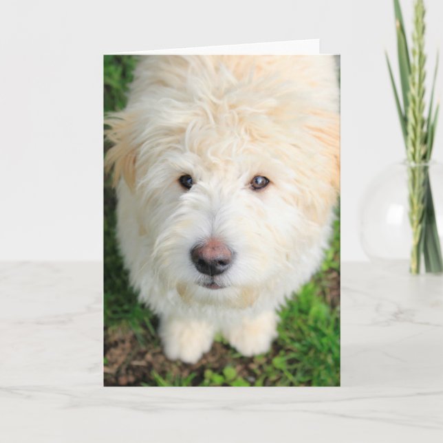 Goldendoodle Puppy Looking At Camera Card (Front)