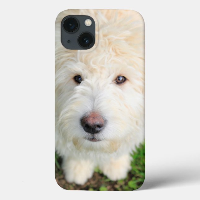 Goldendoodle Puppy Looking At Camera Case-Mate iPhone Case (Back)