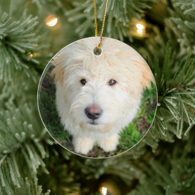 Goldendoodle Puppy Looking At Camera Ceramic Tree Decoration (Tree)