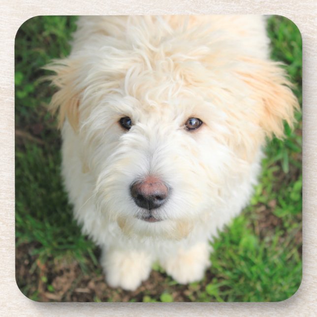Goldendoodle Puppy Looking At Camera Coaster (Front)