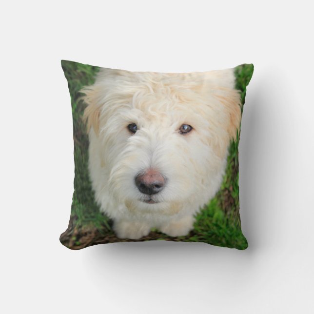 Goldendoodle Puppy Looking At Camera Cushion (Front)