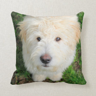 Goldendoodle Puppy Looking At Camera Cushion