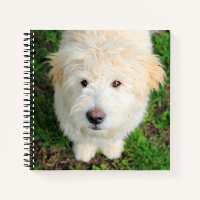 Goldendoodle Puppy Looking At Camera Notebook (Front)