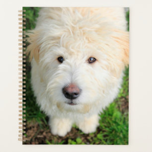 Goldendoodle Puppy Looking At Camera Planner