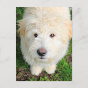 Goldendoodle Puppy Looking At Camera Postcard