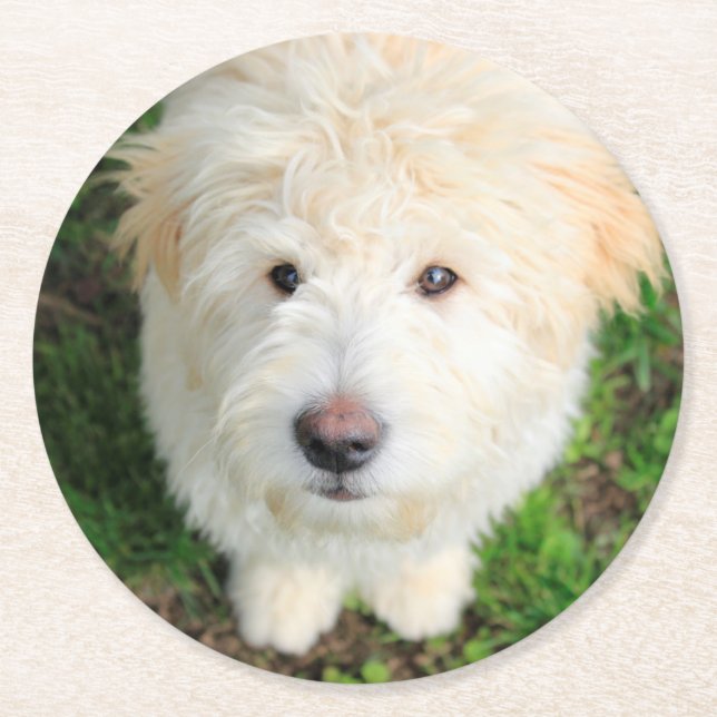 Goldendoodle Puppy Looking At Camera Round Paper Coaster (Front)