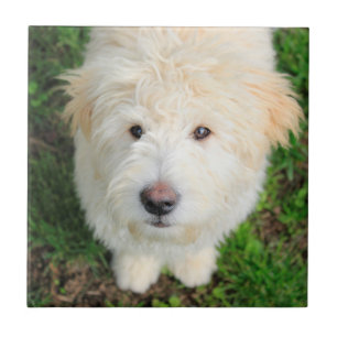 Goldendoodle Puppy Looking At Camera Tile