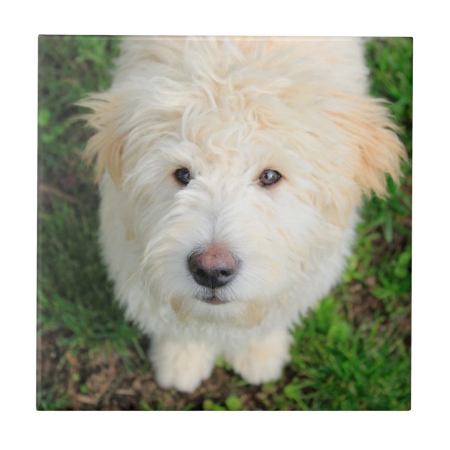 Goldendoodle Puppy Looking At Camera Tile (Front)