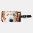 Goldendoodle Puppy
