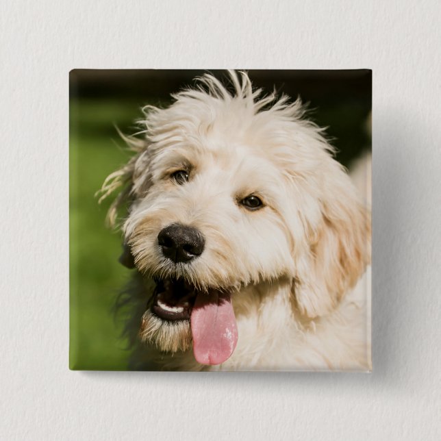 Goldendoodle Puppy Panting 15 Cm Square Badge (Front)