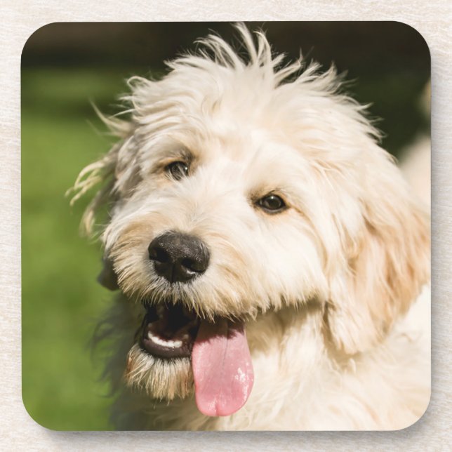 Goldendoodle Puppy Panting Coaster (Front)