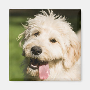 Goldendoodle Puppy Panting Magnet