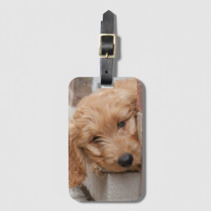 Goldendoodle Puppy Peeking Luggage Tag