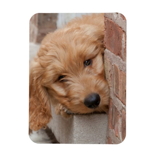 Goldendoodle Puppy Peeking Magnet (Vertical)