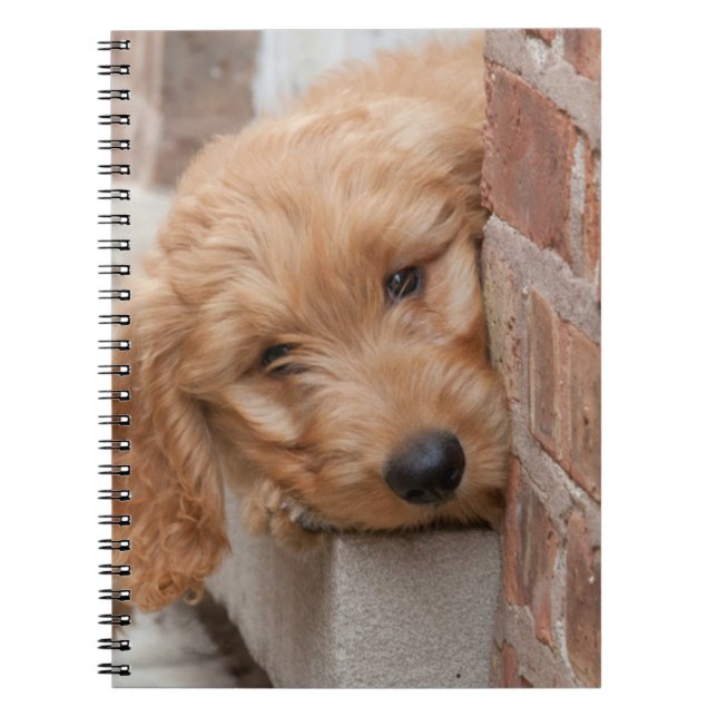 Goldendoodle Puppy Peeking Notebook (Front)