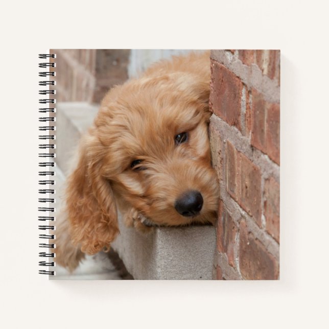 Goldendoodle Puppy Peeking Notebook (Front)