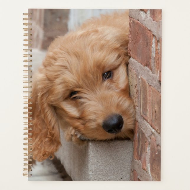 Goldendoodle Puppy Peeking Planner (Front)