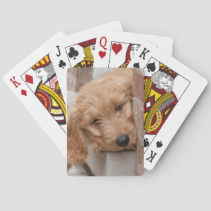 Goldendoodle Puppy Peeking Playing Cards