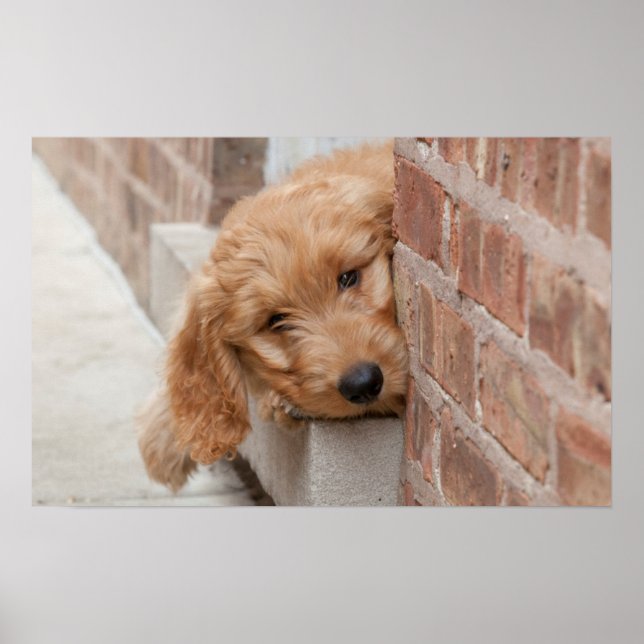 Goldendoodle Puppy Peeking Poster (Front)