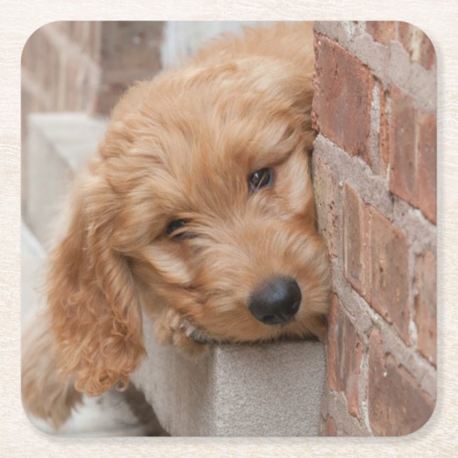 Goldendoodle Puppy Peeking Square Paper Coaster (Front)