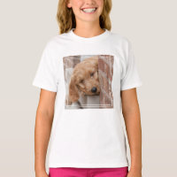 Goldendoodle Puppy Peeking