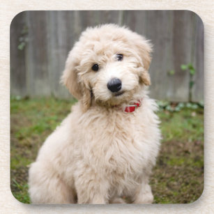 Goldendoodle Puppy Sits In Grass Coaster