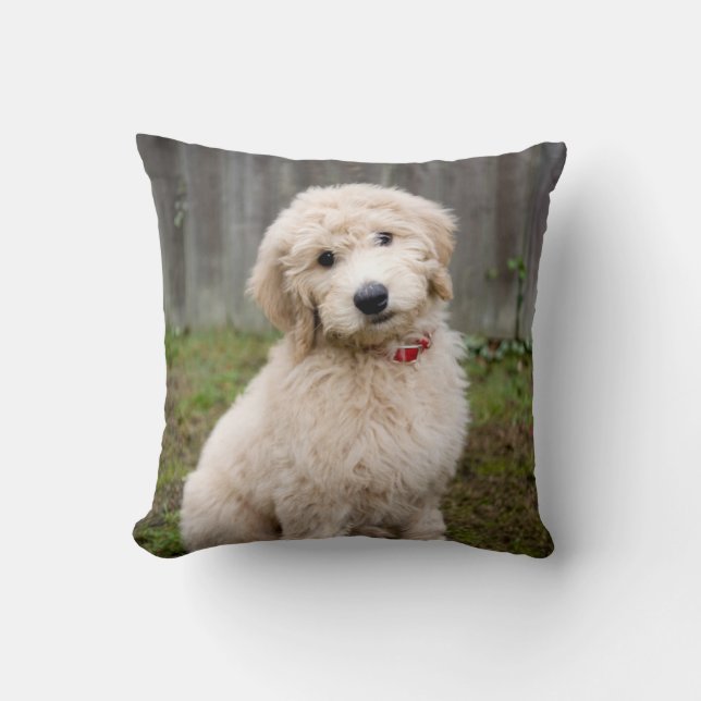 Goldendoodle Puppy Sits In Grass Cushion (Front)