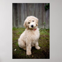 Goldendoodle Puppy Sits In Grass