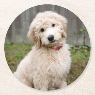 Goldendoodle Puppy Sits In Grass Round Paper Coaster