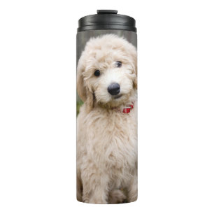 Goldendoodle Puppy Sits In Grass Thermal Tumbler