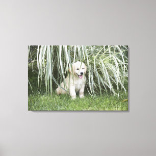 Goldendoodle puppy sitting under tall grasses canvas print