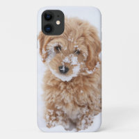 Goldendoodle Puppy With Snow On Face
