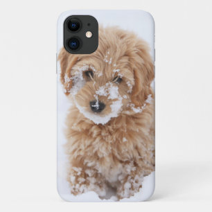 Goldendoodle Puppy With Snow On Face Case-Mate iPhone Case