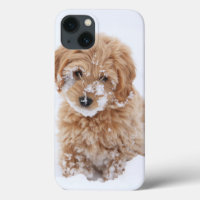 Goldendoodle Puppy With Snow On Face